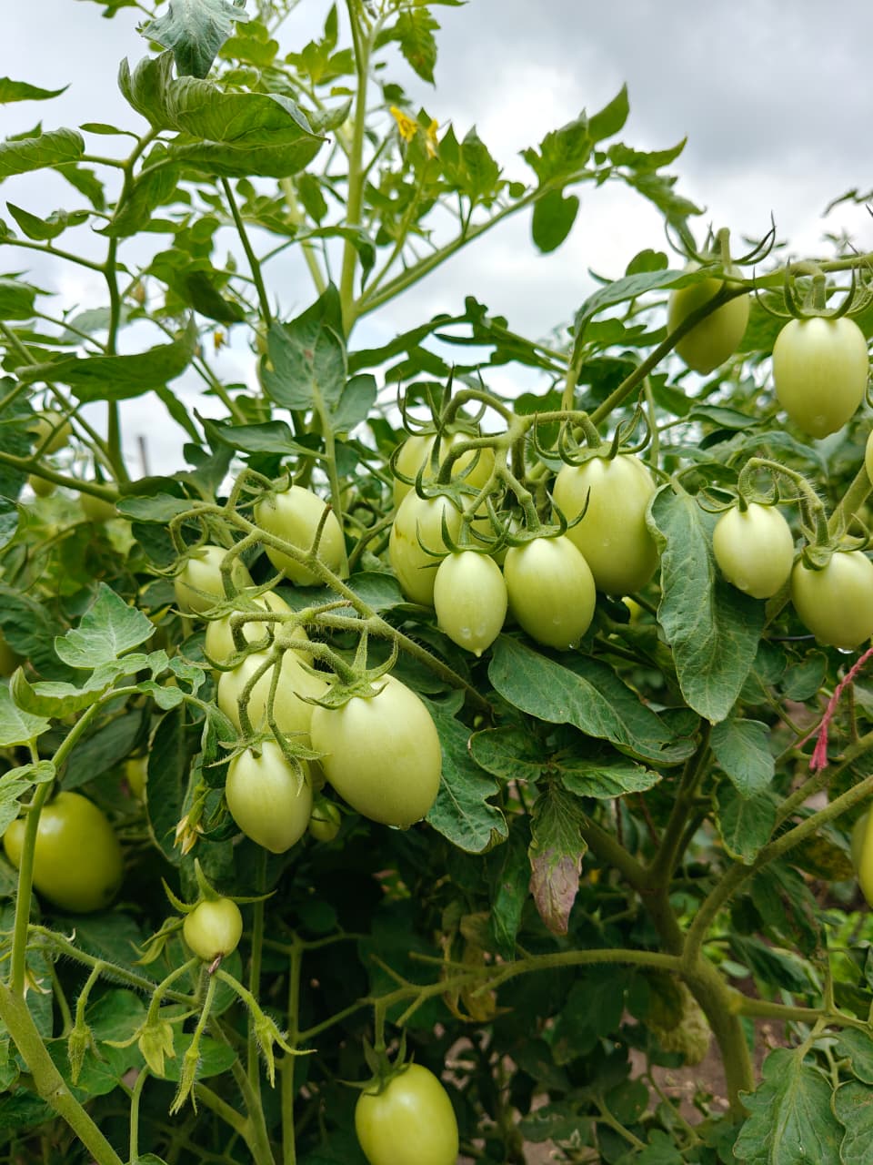 Tamatar ka plat